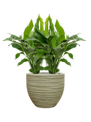 Spathiphyllum 'Sweet Lauretta' en Baq Tornado