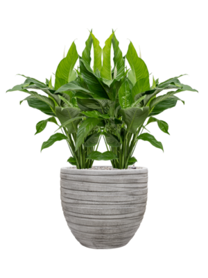 Spathiphyllum 'Sweet Lauretta' en Baq Tornado