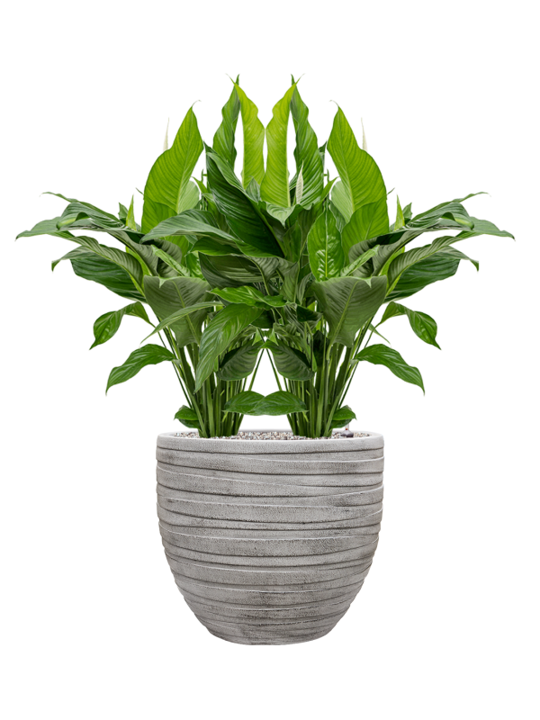 Spathiphyllum 'Sweet Lauretta' en Baq Tornado