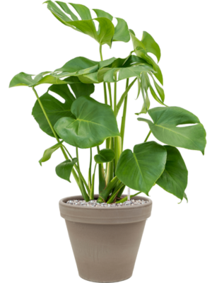 Monstera deliciosa en Terra Cotta