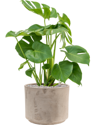 Monstera deliciosa en Terra Cotta