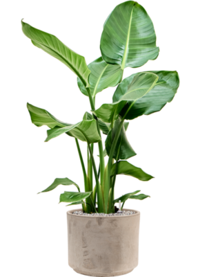 Strelitzia nicolai en Terra Cotta