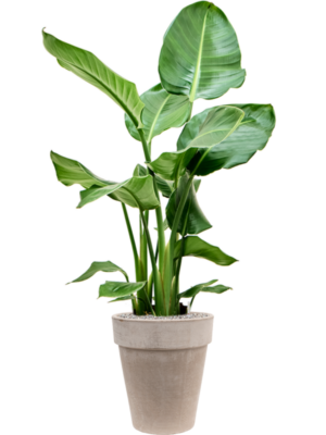 Strelitzia nicolai en Terra Cotta