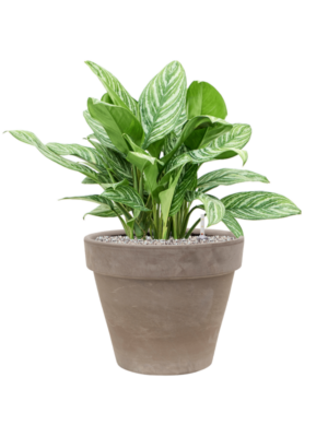 Aglaonema 'Stripes' en Terra Cotta