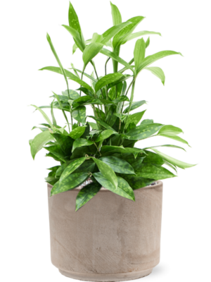 Dracaena surculosa en Terra Cotta