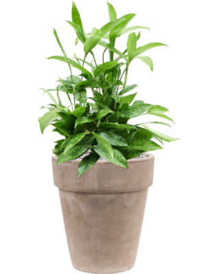 Dracaena surculosa en Terra Cotta