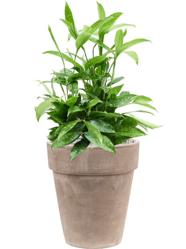 Dracaena surculosa en Terra Cotta, Den Daas