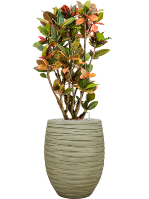 Croton (Codiaeum) variegatum 'Petra' en Baq Tornado
