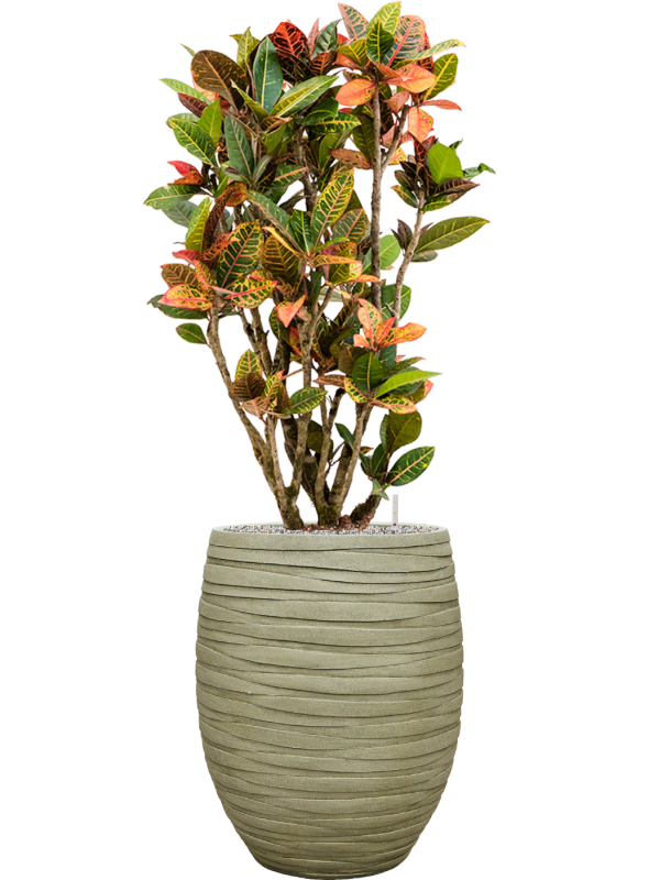Croton (Codiaeum) variegatum 'Petra' en Baq Tornado