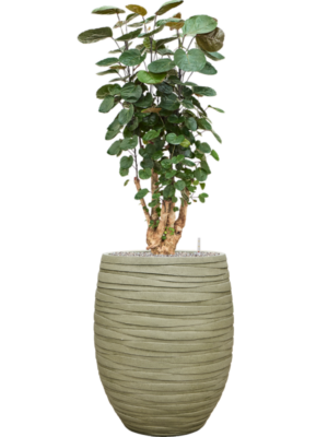 Aralia (Polyscias) 'Fabian' en Baq Tornado