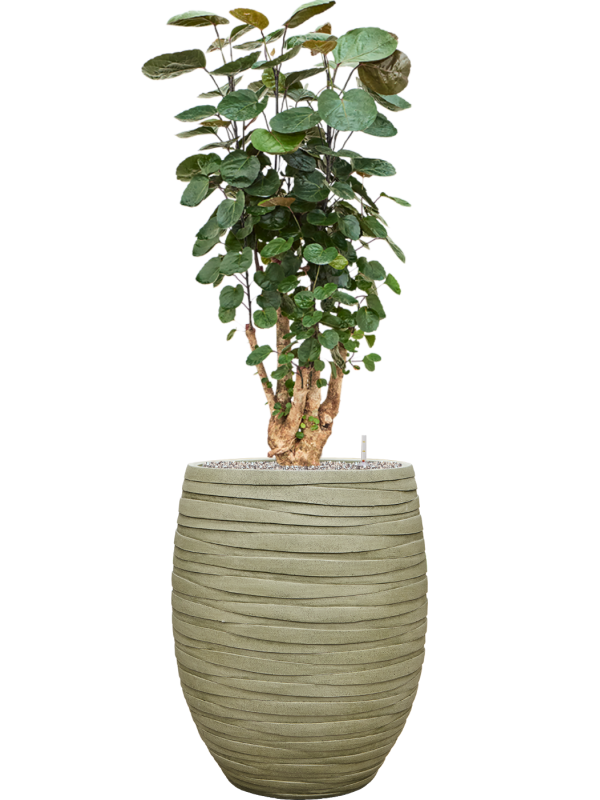 Aralia (Polyscias) 'Fabian' en Baq Tornado