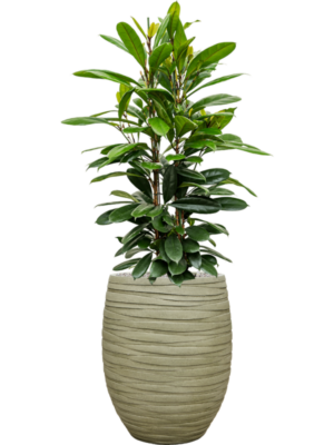 Ficus cyathistipula en Baq Tornado