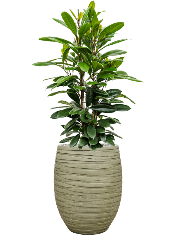 Ficus cyathistipula en Baq Tornado