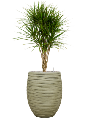 Dracaena marginata en Baq Tornado