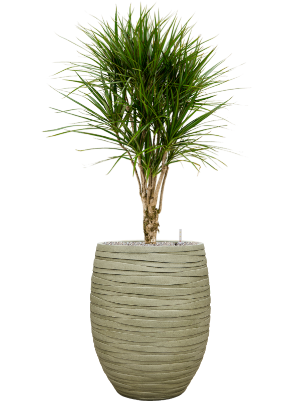 Dracaena marginata en Baq Tornado