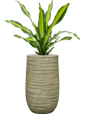 Dracaena fragrans 'Burley' en Baq Tornado