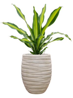 Dracaena fragrans 'Burley' en Baq Tornado
