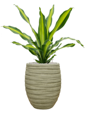 Dracaena fragrans 'Burley' en Baq Tornado