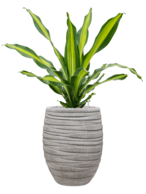 Dracaena fragrans 'Burley' en Baq Tornado