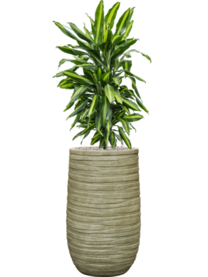 Dracaena fragrans 'Cintho' en Baq Tornado