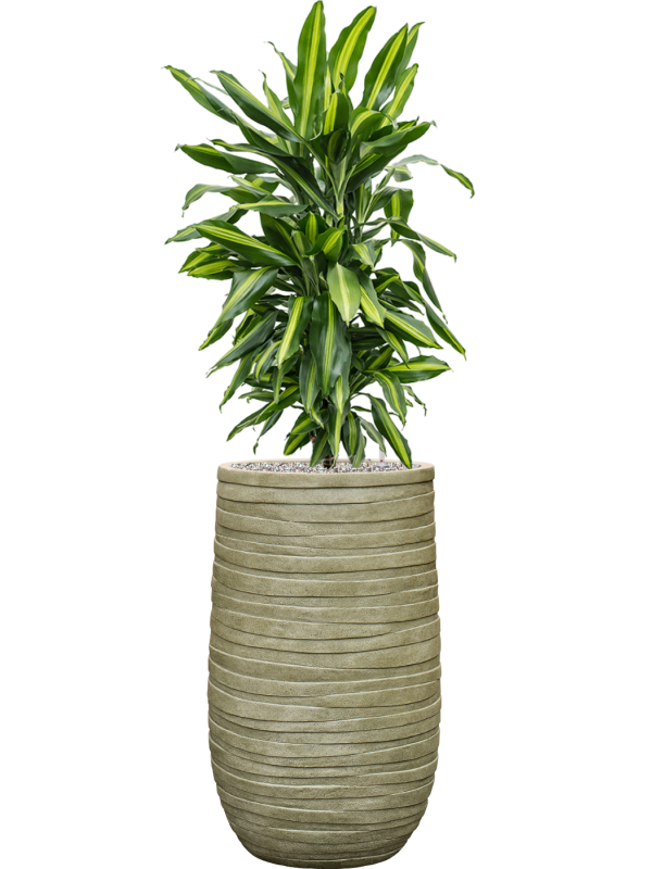 Dracaena fragrans 'Cintho' en Baq Tornado