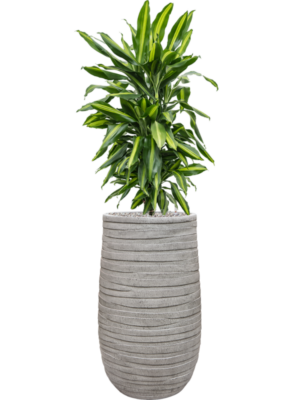 Dracaena fragrans 'Cintho' en Baq Tornado