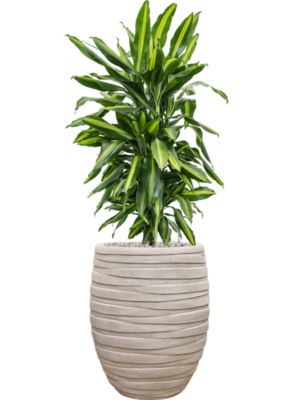 Dracaena fragrans 'Cintho' en Baq Tornado