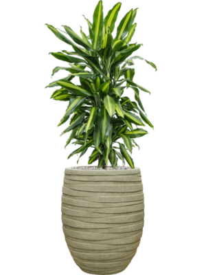 Dracaena fragrans 'Cintho' en Baq Tornado