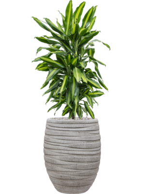 Dracaena fragrans 'Cintho' en Baq Tornado