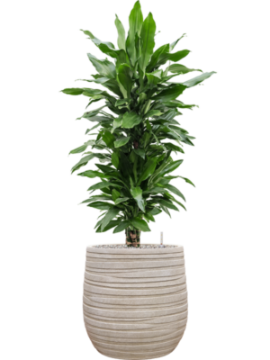 Dracaena fragrans 'Janet Lind' en Baq Tornado