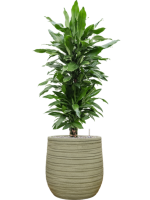 Dracaena fragrans 'Janet Lind' en Baq Tornado