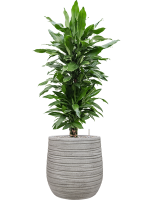 Dracaena fragrans 'Janet Lind' en Baq Tornado
