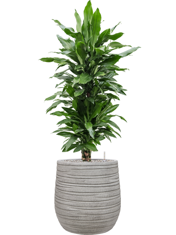 Dracaena fragrans 'Janet Lind' en Baq Tornado