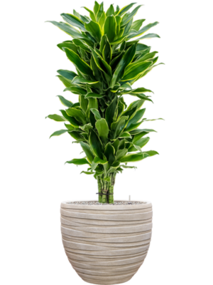 Dracaena fragrans 'Golden Coast' en Baq Tornado