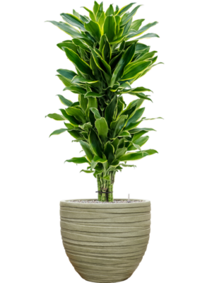 Dracaena fragrans 'Golden Coast' en Baq Tornado