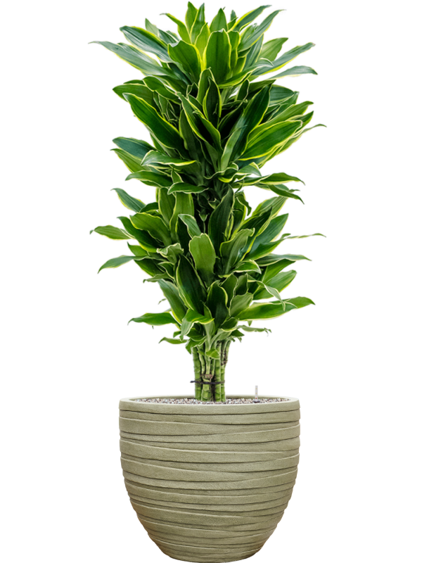 Dracaena fragrans 'Golden Coast' en Baq Tornado