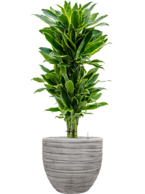Dracaena fragrans 'Golden Coast' en Baq Tornado