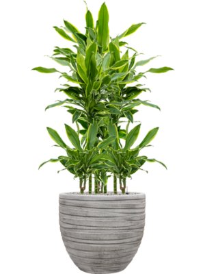 Dracaena fragrans 'Golden Coast' en Baq Tornado