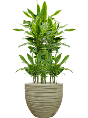 Dracaena fragrans 'Golden Coast' en Baq Tornado
