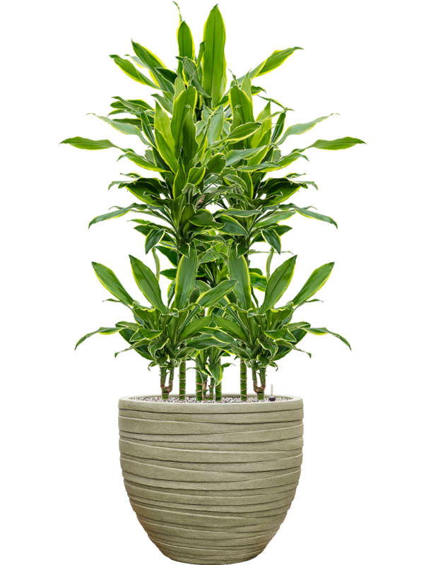 Dracaena fragrans 'Golden Coast' en Baq Tornado