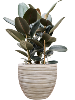 Ficus elastica 'Abidjan' en Baq Tornado