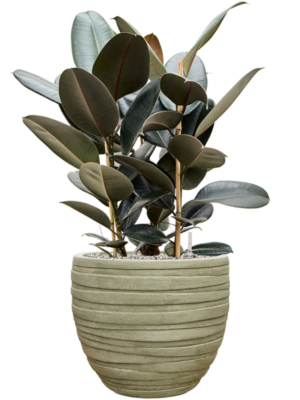 Ficus elastica 'Abidjan' en Baq Tornado