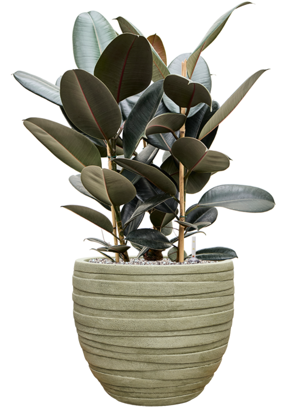 Ficus elastica 'Abidjan' en Baq Tornado