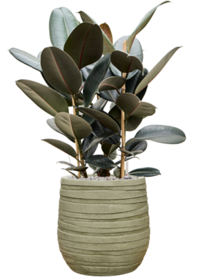 Ficus elastica 'Abidjan' en Baq Tornado