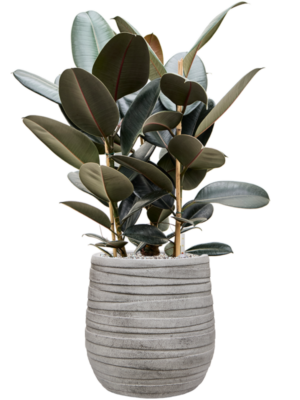 Ficus elastica 'Abidjan' en Baq Tornado