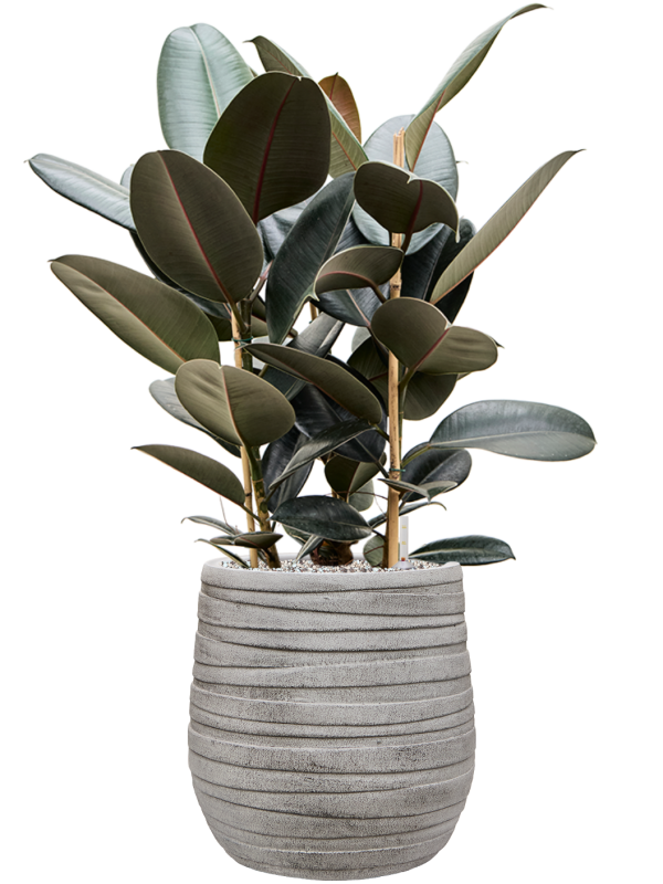 Ficus elastica 'Abidjan' en Baq Tornado