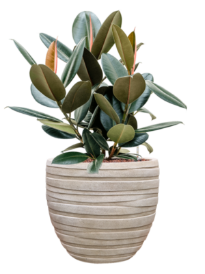 Ficus elastica 'Abidjan' en Baq Tornado