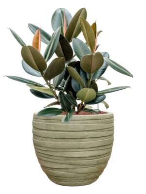 Ficus elastica 'Abidjan' en Baq Tornado