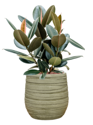 Ficus elastica 'Abidjan' en Baq Tornado