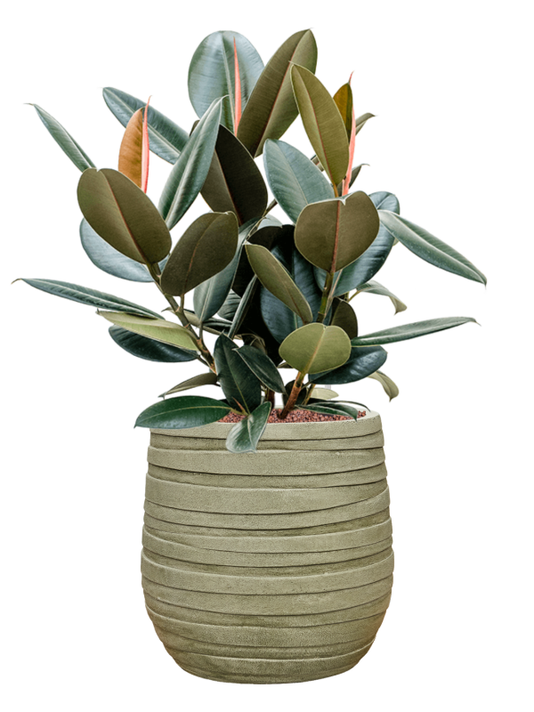 Ficus elastica 'Abidjan' en Baq Tornado